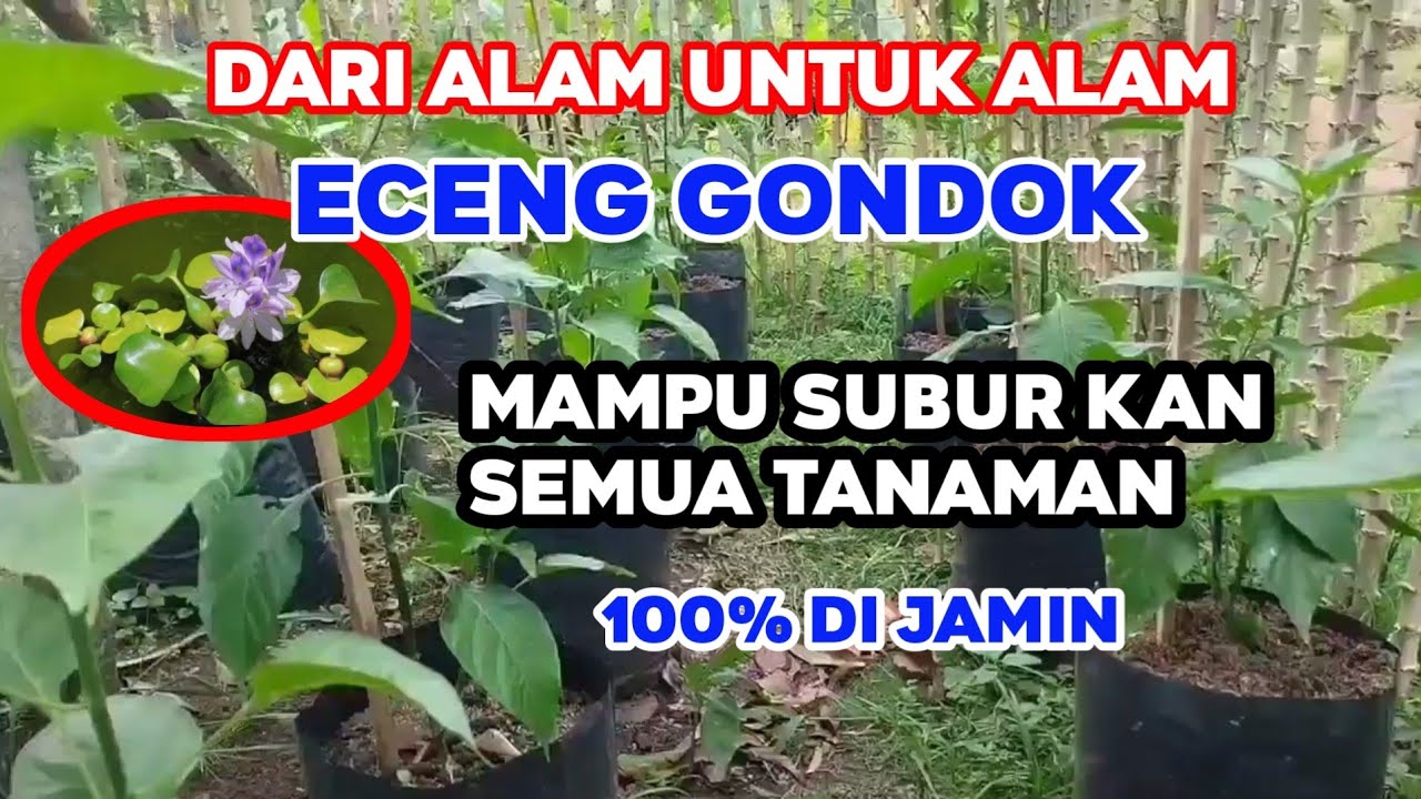 manfaat-eceng-gondok-ternyata-sangat-dahsyat-menyuburkan-semua-tanaman