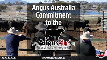 Angus Australia commits to future of Angus Sire Benchmarking Program