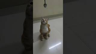 #CatEating #CrunchyCat #HungryCat #CatVideos #FunnyCats#youtubeshorts #orange cat
