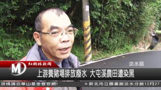 1051215 上游養豬場排放廢水 大屯溪農田遭染黑