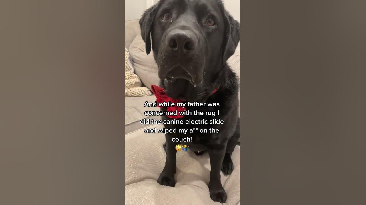 King Clarence is a champion bred Labrador Retriever NOT SOME WILD