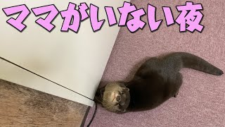 ママが出張でいないとカワウソは不安でこうなります！
