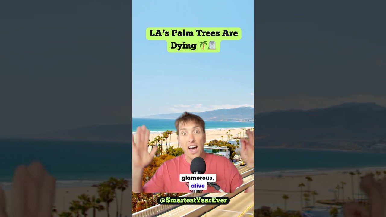 LA’S ICONIC PALM TREES ARE DYING 🌴🪦 