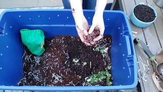 Vermicomposting 101: How to Create & Maintain a Simple Worm Bin