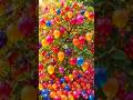 easy and fast techniques for growing and propagating goldenberry fruit trees #garden #plant #graft