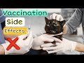 The Truth About Cat Vaccination - What You Need to Know