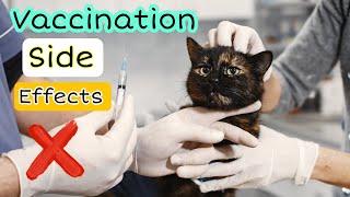 The Truth About Cat Vaccination  What You Need to Know