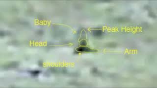 Memorial Day Video Analysis 1996