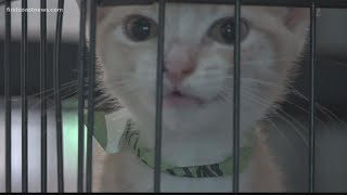 'Clear the Shelters' kicks off with free pet adoption amid a strong kitten season