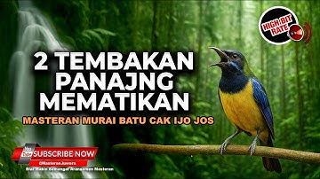 🔴Masteran Pukulan Panjang 2 Jalur Materi Tembakan Dahsyat Cucak Cungkok Super Gacor Volume ++