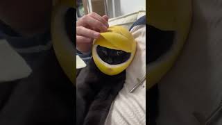 How about my shoei helmet?#Motorcycle #cat #foryou