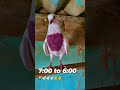 Kbooter shok pison 🕊️# viral video #viral video #viewers #views_viral_video_subscribers_grow #viral