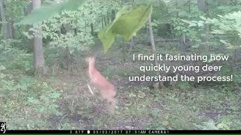 First week licking branch mock scrape