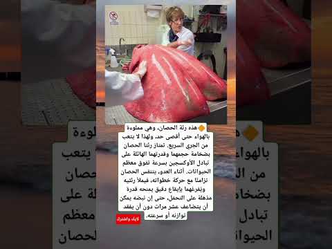 هذه رئة الحصان وهي مملوءة بالهواء حتى أقصى حد ولهذا لا يتعب من الجري السريع 