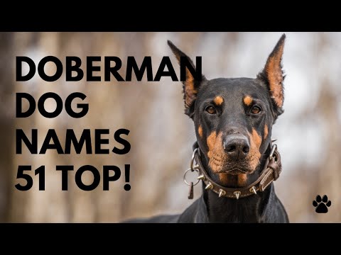 Video: 52 Ierse hondennamen: mannelijk en vrouwelijk
