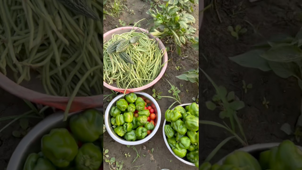 ⁣Full vlog on my my YouTube channel #boparaiproduction805 #minivlog #food #vlogger