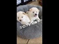 シロクマ兄妹にしか見えない豆柴子犬w #Shorts
