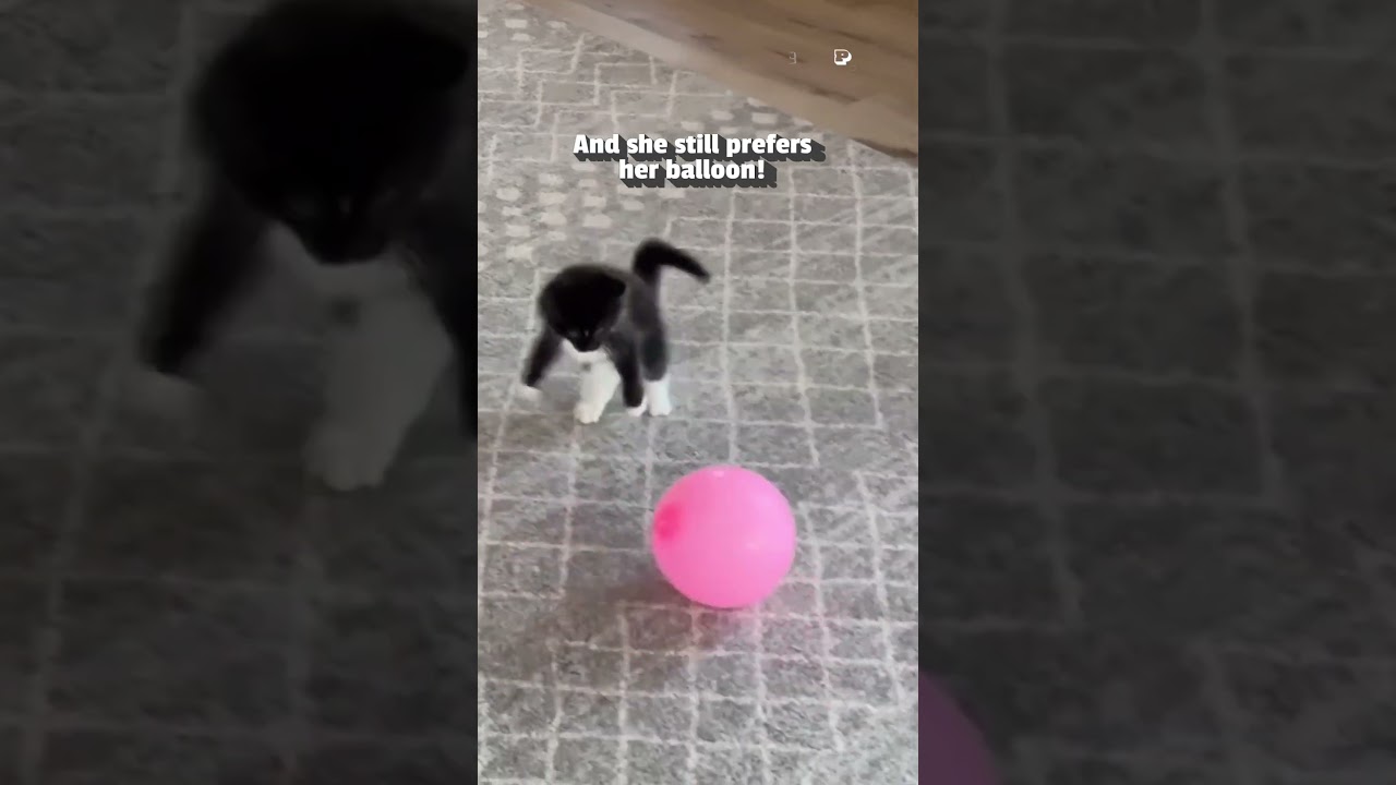 Cute Little Kitten Loves Playing With Balloon