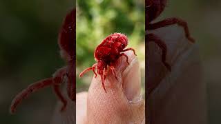 Nature’s Cutest Red Bug in Macro 4K 🔥 #shorts  #animals