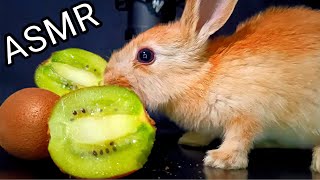 Asmr eating Kiwi mukbang 🐰🥝 rabbit