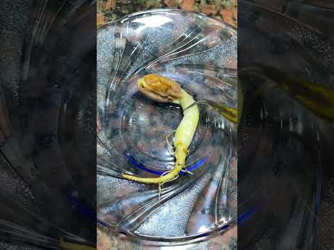 زراعة الفول السوداني   زراعة اكسبلور 