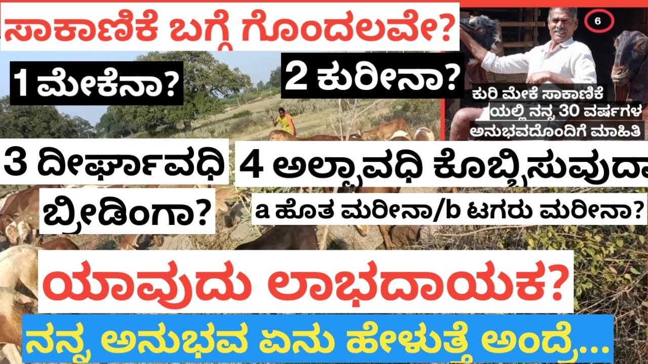 ಸಾಕಾಣಿಕೆಯಲ್ಲಿ ಗೊಂದಲವೇ? ಕುರೀನಾ? ಮೇಕೆನಾ?...