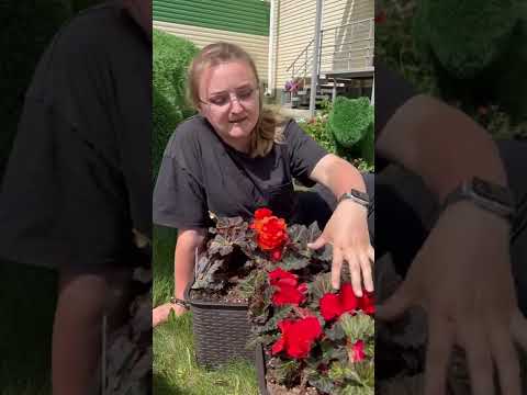 #сад #дача #семенаалтая