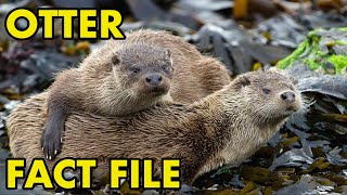 Download Lagu Eurasian Otter: Fact File (British Wildlife Facts) MP3