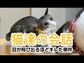 【おもしろ猫動画】泥棒が来てパニックになる猫へ更なる追い打ち…