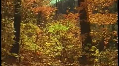 Tree-Mendous Trees (2001 Version) Part 7