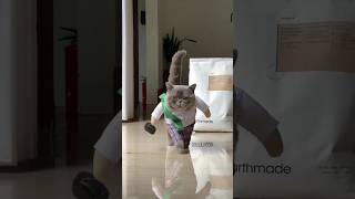 Danger Look Cat God Level Look F2Fun