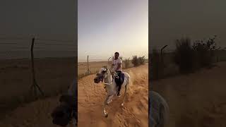 Powerful horse riding with speed, strength, and control 🐎🔥Like 👍 Share 🔁 Subscribe ❤️ #horseriding