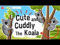 Koala Facts and Conservation