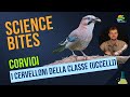 Science Bites - Corvidi: i cervelloni della classe (Uccelli)