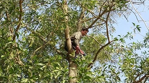 Cưa cây tràm bông vàng cập mé lộ xe .Cưa cây kỹ thuật cao