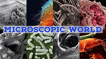 Microscopic world. #microscopy #biology #photography #microbiology #imagery #electronmicroscope