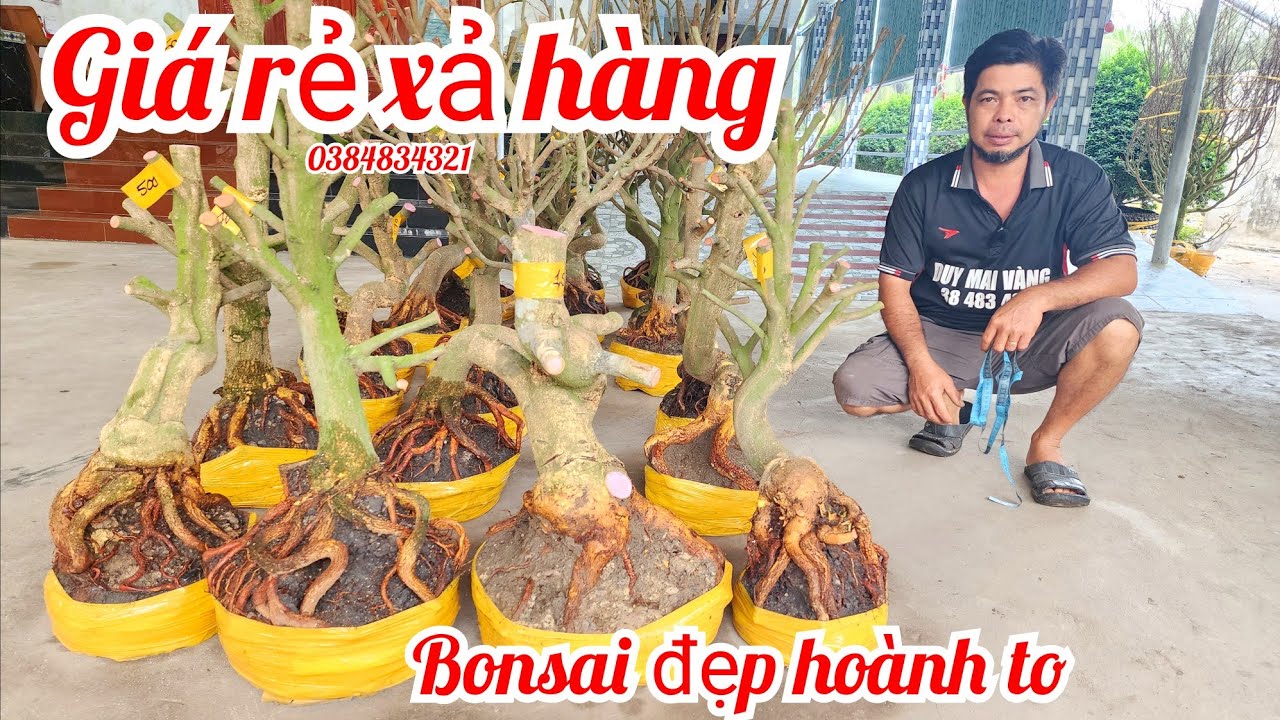 30/1 A Duy 0384834321 phôi mai giảo bonsai đế đẹp víp hoành to giá rẻ xả hàng |MaivàngThanhTâm