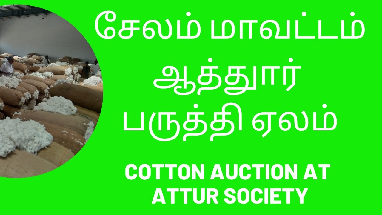 Attur Cotton Was Auctioned For Rs 16 40 Lakhs attur-cotton-was-auctioned-for-rs-16-40-lakhs