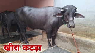 99918=51449  👍 खीरा कटड़ा बिक्री के लिए उपलब्ध 