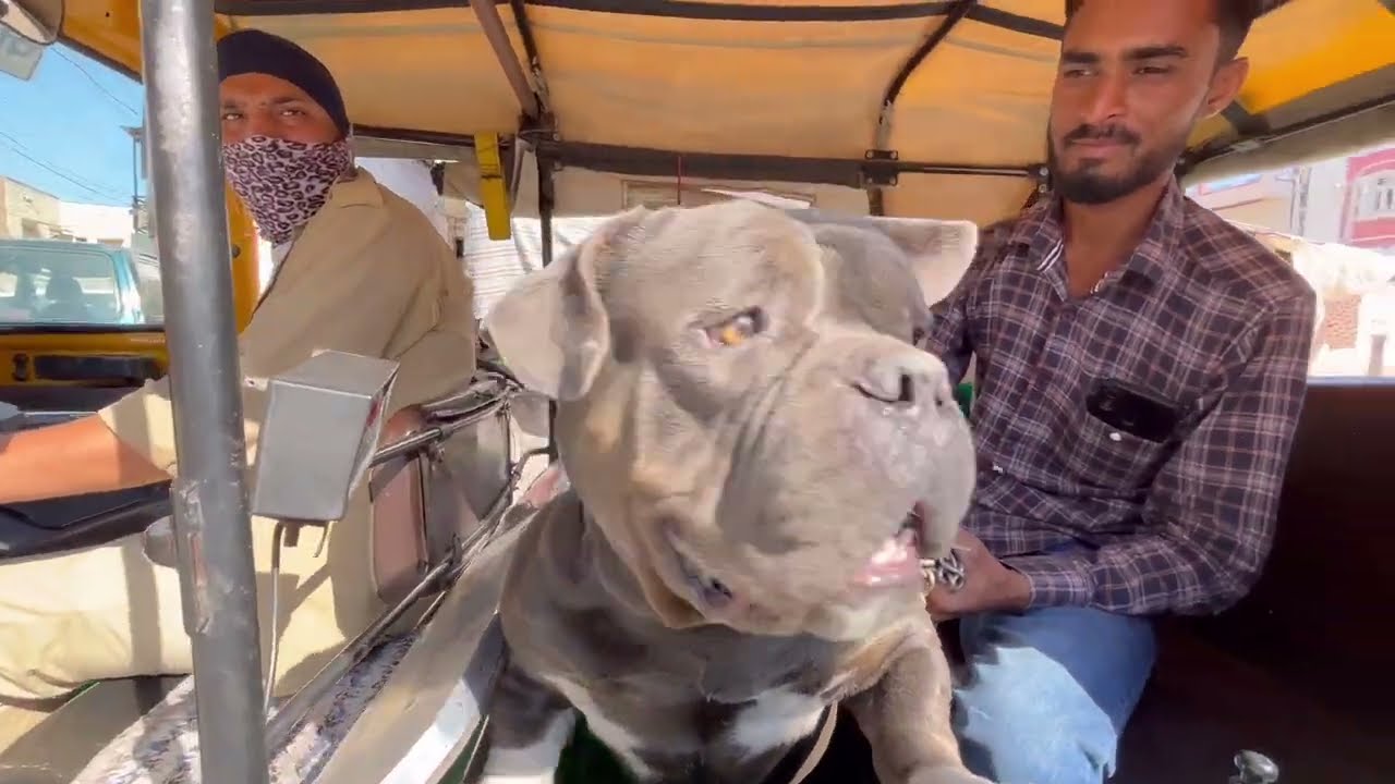 American bully on Hostel pocket size very dangerous 😤😡🥵🤯🤗 @dogloverprakash