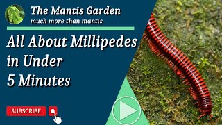 All about Millipedes in Under 7 minutes