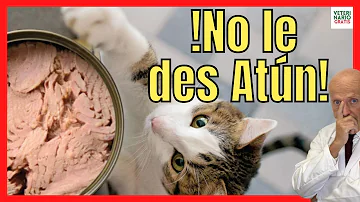 ¿Pueden los gatos comer atún en agua?