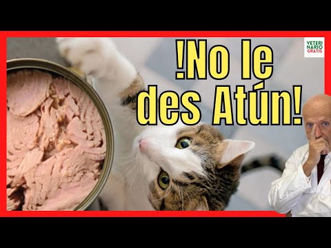 Video: ¿Puede mi gato comer atún?