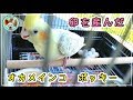 ★(いつまで続くの？) あかねﾁｬﾝに続きポッキーも！発情・そして卵を産んだ オカメインコ ポッキー★