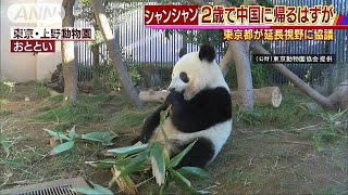 シャンシャン“滞在延長”も視野　都と中国が協議へ(19/01/09)