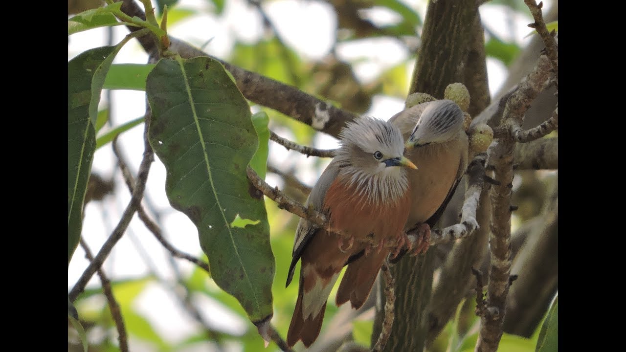 Chestnut-tailed Starling & Jungle Myna 