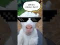 GOAT When moon bro? #cryptocommunity #goat #goatuniverse #memecoin #neversell #bitcoin