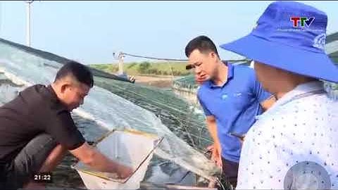 Hiệu quả của sử dụng nano bạc Plasnotek trong nuôi tôm