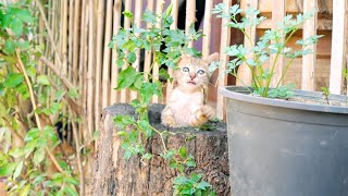 Adorable Kitten Get Into Chili Pot by Creative Animals 5 views 1 month ago 23 seconds