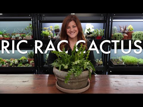 Video: Fishbone Cactus: Informații despre creșterea cactusului orhidee Ric Rac